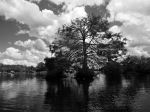 Tree In Bay