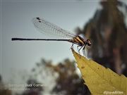 Close To The Creature Of God 