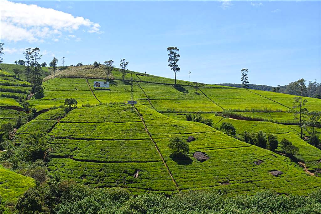 The Tea Garden 