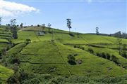 Th Tea Gardens Of Nuwara Eliya