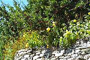 The Apple Orchard 