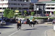 The Police On Horseback 