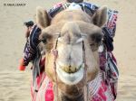 New Rajasthani Smiley
