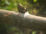 Ants