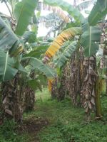 Banana Trees