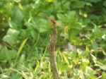 Red Dragonfly