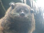 Bearcat