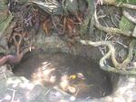 Deepwell