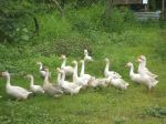 Follow The Leader