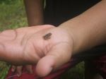 Frog On Palm