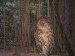 Owly