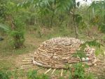 Pile Of Woods