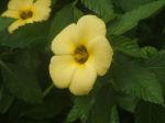 Showered Flower