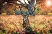 King Of Autumn