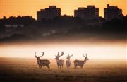 Richmond Park Dawn