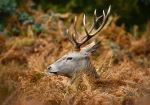 Stag