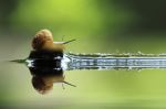 Snail On The Way