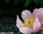 A Flower Of Pink Perfection