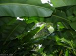 A Canopy Of Leaves
