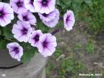 Flowers Of Purple Perfection