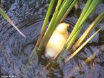 Baby Duck