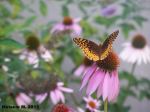 Butterfly Beauty