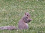 Concerned Squirrel