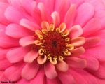 Flower Power
