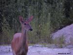Hello My Deer