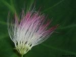 Is It A Flower