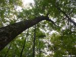 Looking Up A Tree