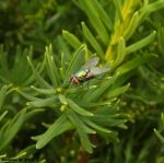 Macro Bug