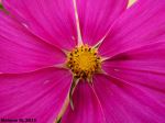 Macro Flower