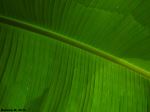 Macro Leaf