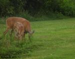 Mother Deer
