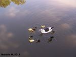 Mother Duck