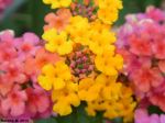 Oh So Pretty Flowers