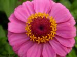 Pink Flower