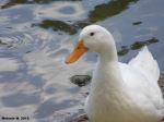 Pretty Duck