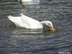 Thirsty Duck