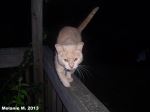 Tiger Cat