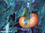Wow Tomato
