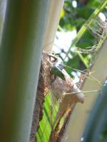 That Green Lizard Hanging Out In The Coconut Tree