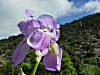 Blaze Of Lavender