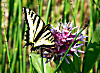 Butterfly Tale