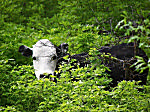 Peek A Moo