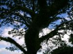 Coated Tree