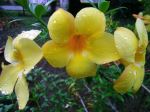Yellow Belle 
