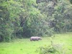 One Horn Rhino