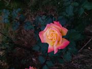 Rainbow Rose